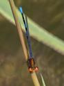 Argia oenea-2.jpg